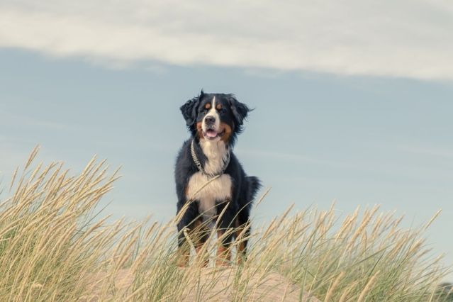 Polizei erschießt Berner Sennenhund auf Sylt Konflikt um Hundeverhalten löst Empörung aus